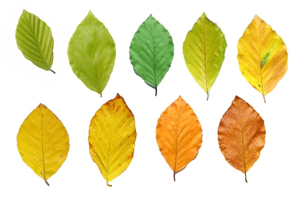 Οξιά φύλλα κατά τη διάρκεια του έτους — Φωτογραφία Αρχείου