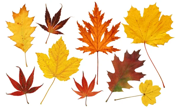 Kleurrijke boom bladeren — Stockfoto