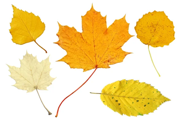 Hojas de otoño pálidas y amarillas — Foto de Stock