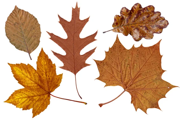 Hojas de otoño marrón — Foto de Stock