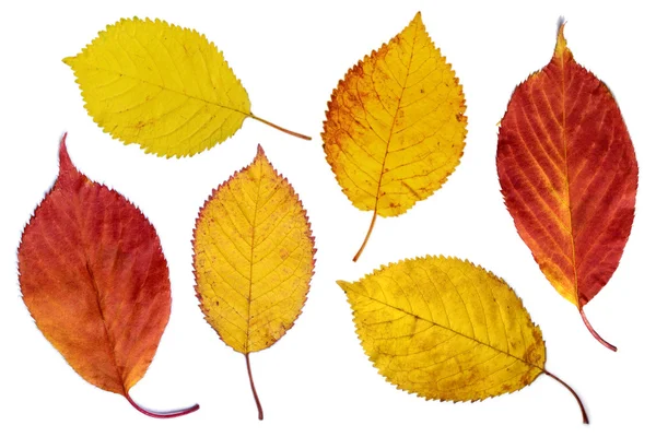 Барвисті листя вишні — стокове фото
