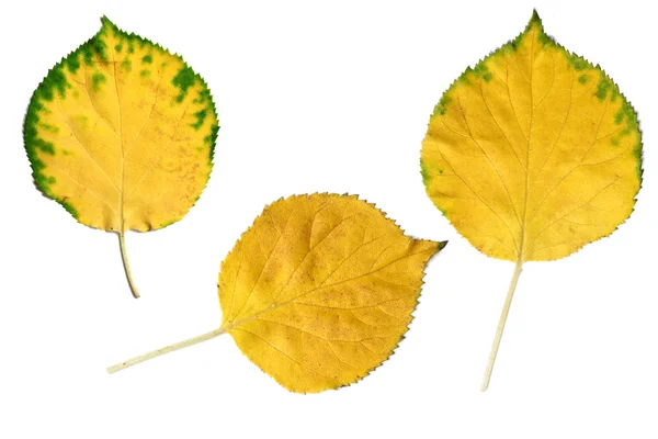 Üç sarı sonbahar yaprakları — Stok fotoğraf