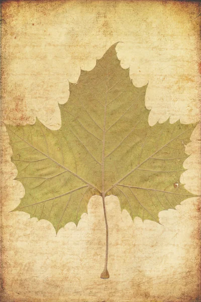 Grunge background with autumn leaves — Stock Photo, Image