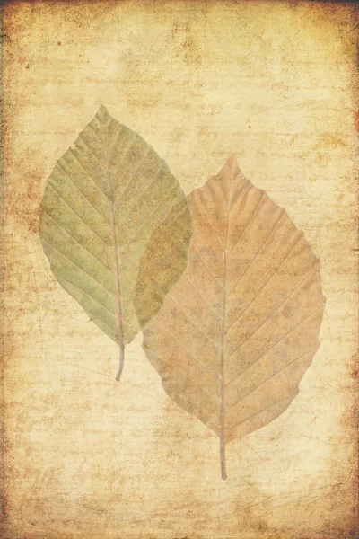 Grunge sfondo con foglie autunnali — Foto Stock