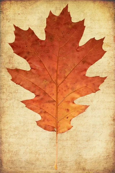 Grunge background with oak autumn leave — Stock Photo, Image