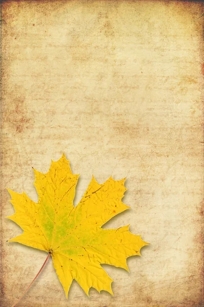 Grunge background with maple autumn leave — Stock Photo, Image