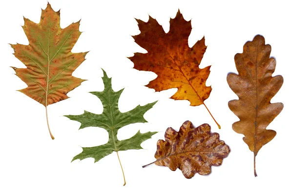 Colorful autumn oak leaves — Stock Photo, Image