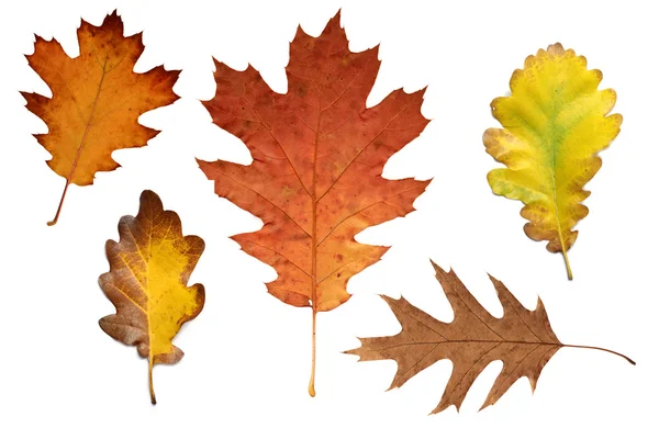Feuilles de chêne d'automne colorées — Photo