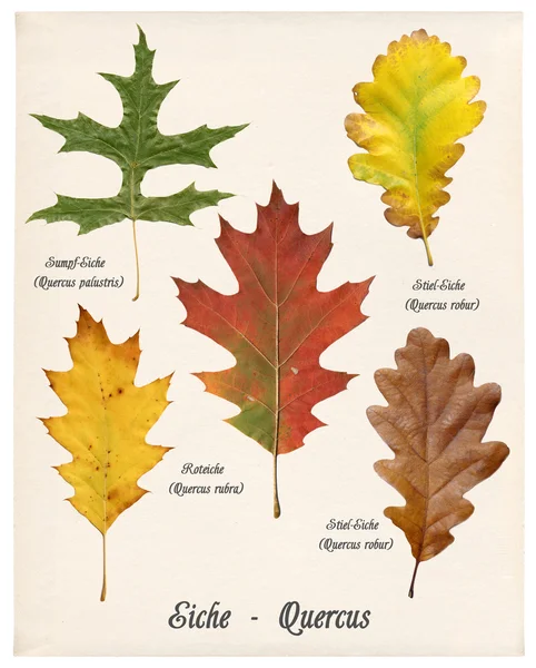 Oaken lämnar färgglad höst — Stockfoto