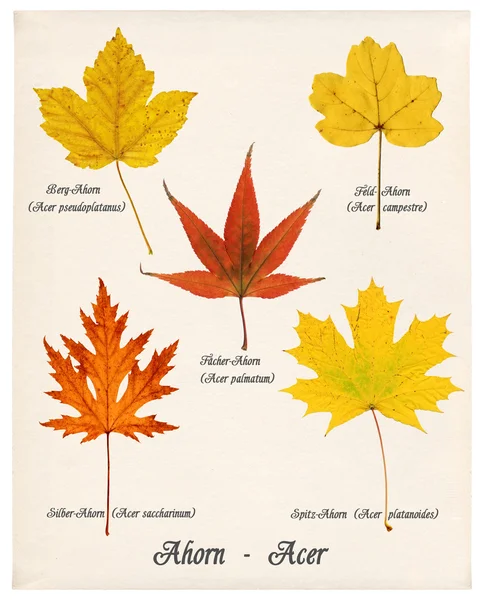 Bunte Blätter des Herbst-Ahorns — Stockfoto