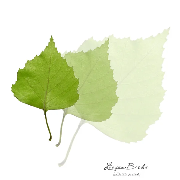 Collage mit grünen Birkenblättern — Stockfoto