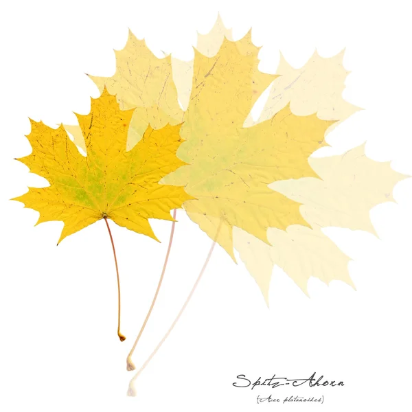 Collage with yellow acer leaves — Stok fotoğraf