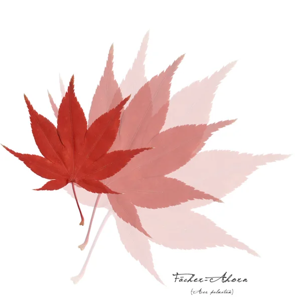 Collage with red acer leaves — Stock Photo, Image