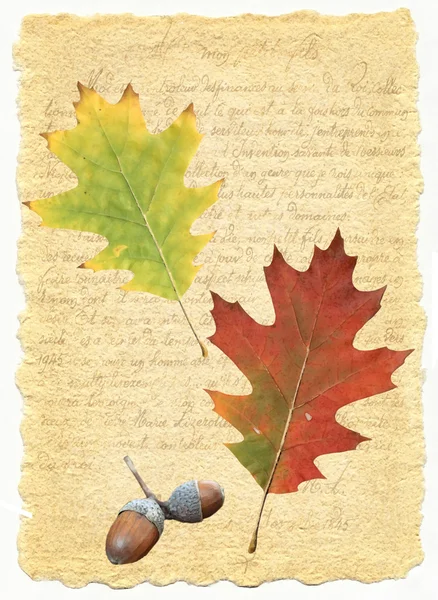 Εικονογράφηση με φύλλα και το παλιό γράμμα — Φωτογραφία Αρχείου