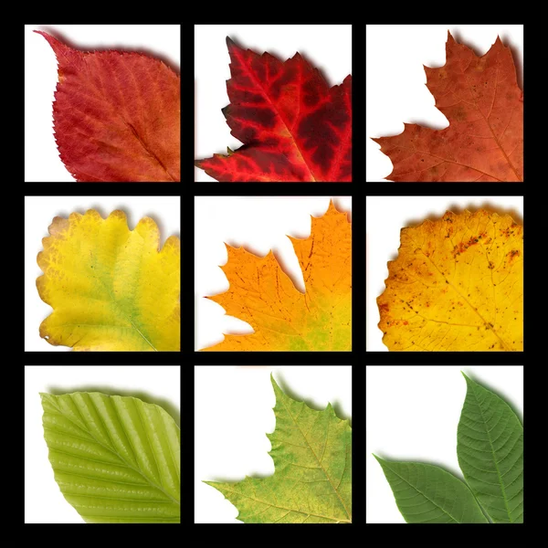9 つの着色された葉のモザイク — ストック写真