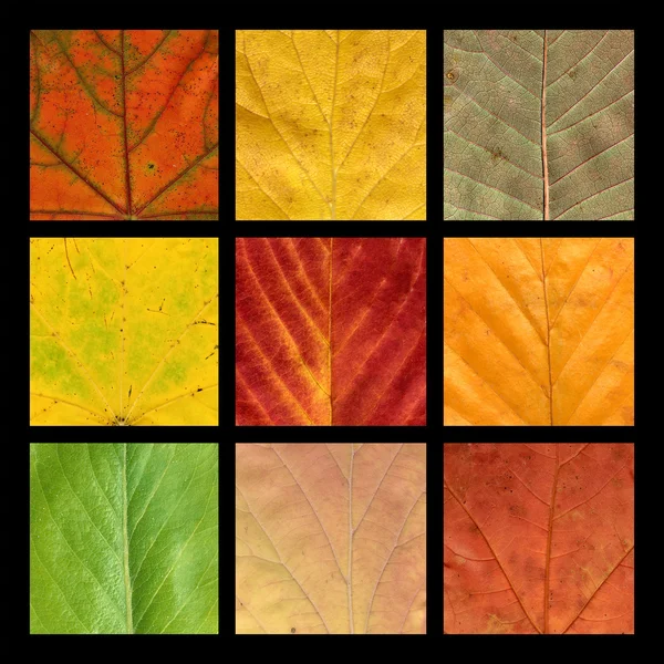 Mosaïque avec neuf veines colorées de feuilles — Photo