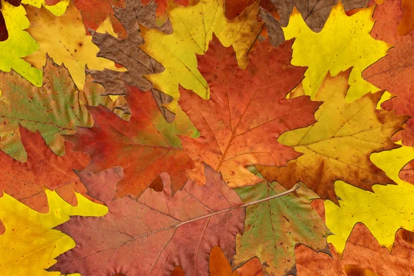 Coloridas hojas de árbol — Foto de Stock