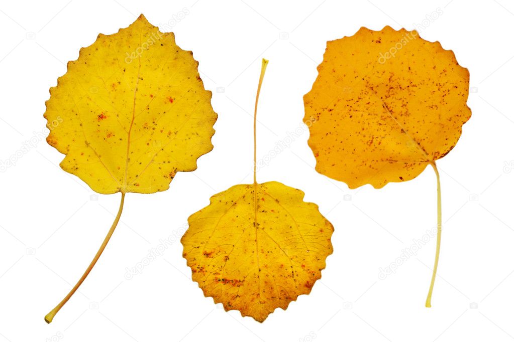 Three yellow autumn leaves