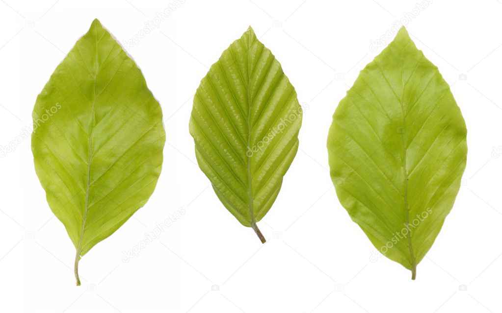 Green beech leaves