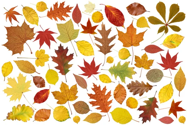 Kolorowe drzewa liści — Zdjęcie stockowe