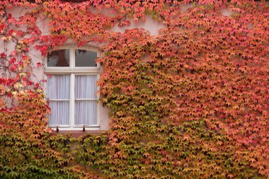 vahşi asma renkli yaprakları evin duvarında