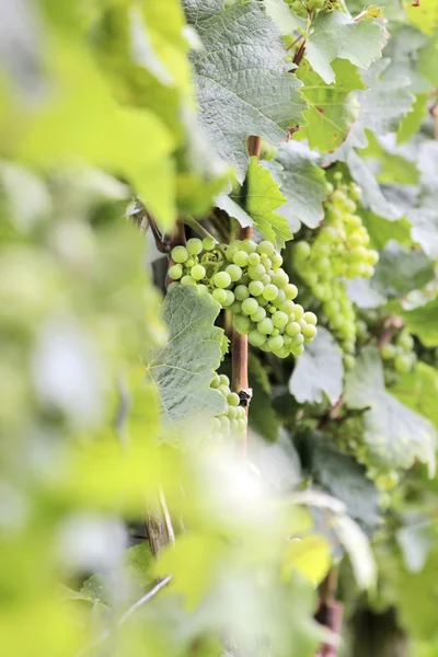 Green wine grapes — Stock Photo, Image