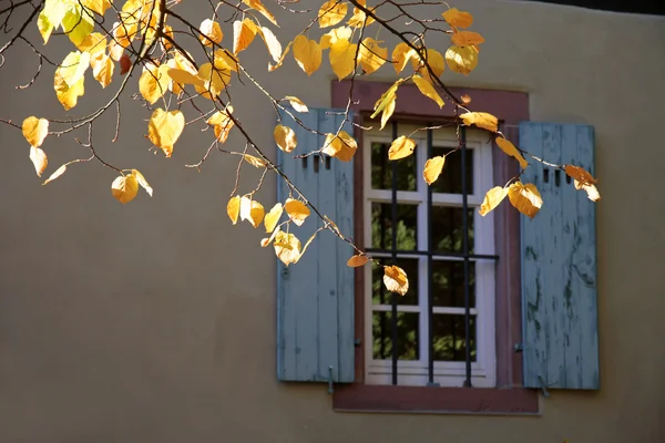 Folhas de outono na frente de uma janela velha — Fotografia de Stock