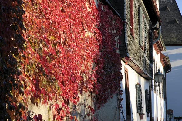Листя червоної лози на стіні — стокове фото