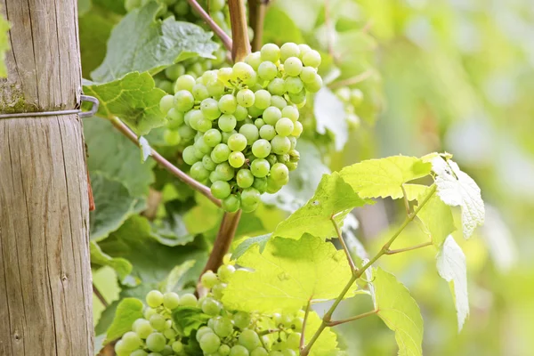 Uvas de vinho verde — Fotografia de Stock