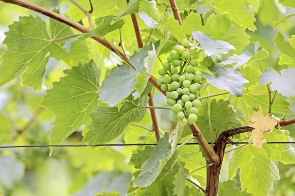 Gröna vindruvor — Stockfoto