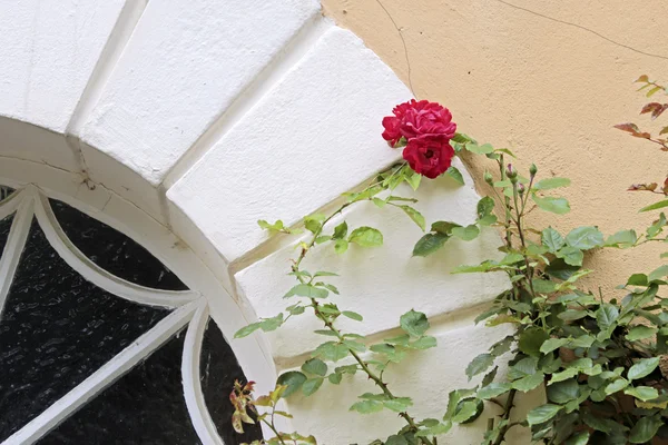 Climbing roses — Stock Photo, Image