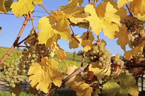 Zářivě žluté listy ve vinici — Stock fotografie