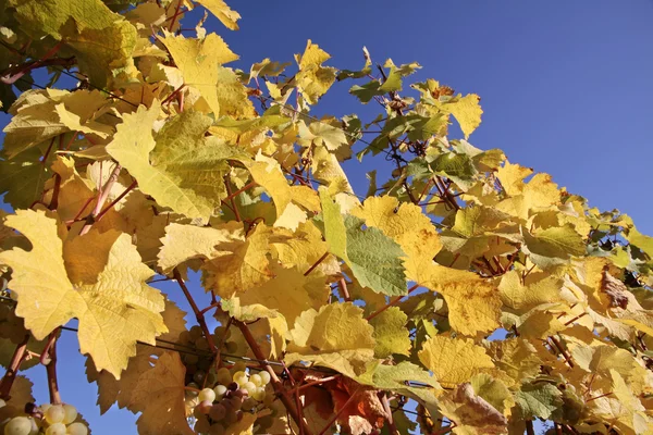 Parlak sarı üzüm bağıyla yapraklar — Stok fotoğraf