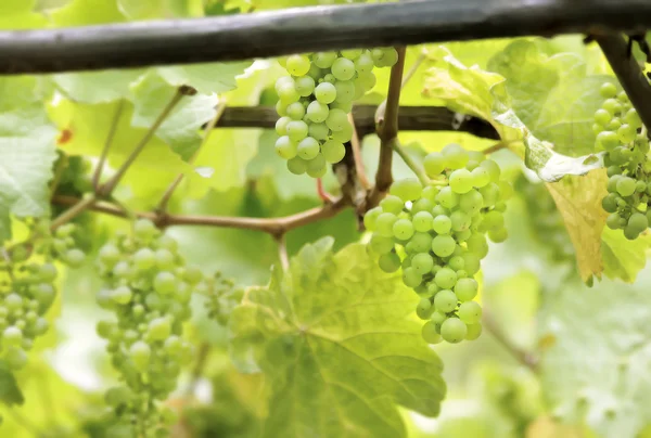 Uvas de vinho verde — Fotografia de Stock