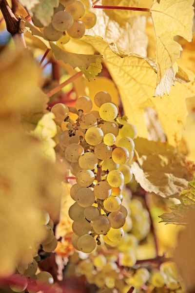 Uvas de vinho riesling — Fotografia de Stock