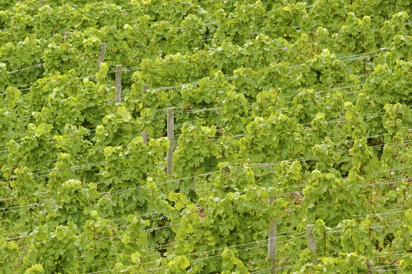 Зеленые виноградные лозы — стоковое фото