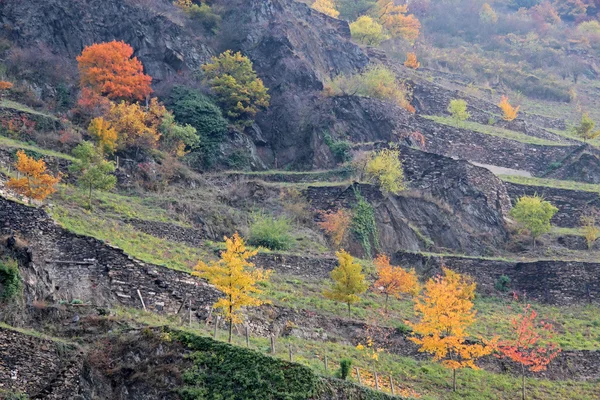 stock image Colorful Autumn Trees