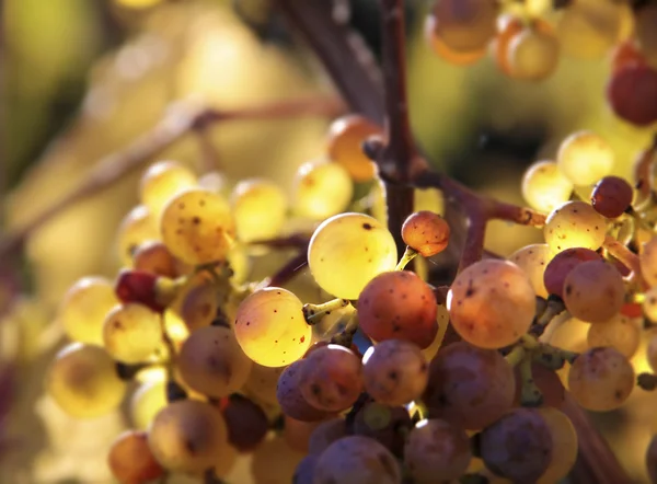 Riesling wijn druiven — Stockfoto