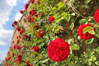 Roses on old wall clipart