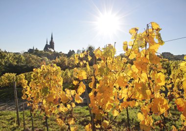 Vineyard in autumn clipart