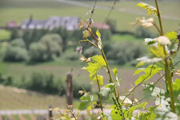 Молодая виноградная лоза — стоковое фото