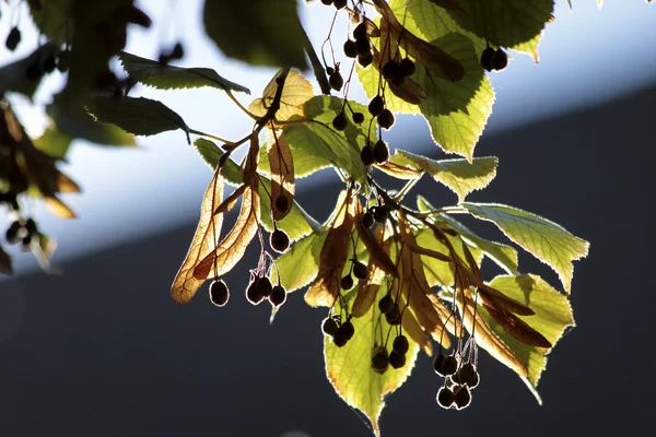 Крупним планом листя лайма і фрукти — стокове фото