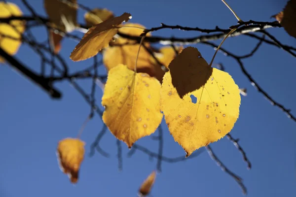Yellow autumn leaves of the linden tree — Stock Photo, Image