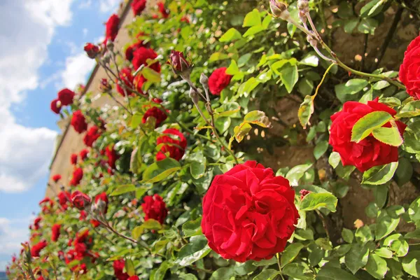 Rose sul vecchio muro — Foto Stock