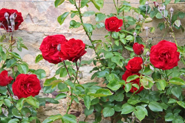 Розы на старой стене — стоковое фото