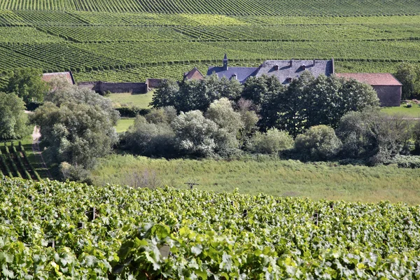 Gammal vingård — Stockfoto
