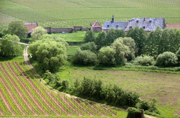 Oude wijngaard — Stockfoto