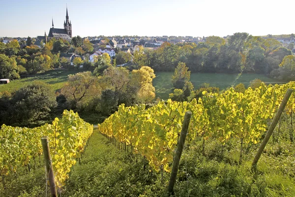 Uitzicht vanaf de wijngaard naar kiedrich — Stockfoto