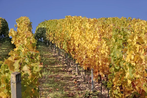 Winnica w jesieni — Zdjęcie stockowe