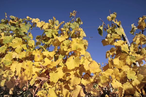 Bright yellow leaves in vineyard — Stock Photo, Image